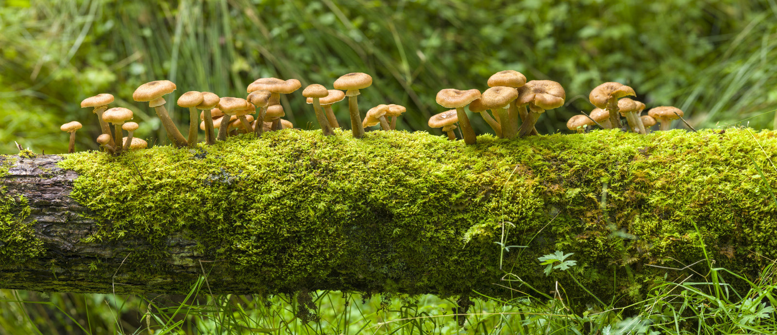 Mossy Log Mushrooms Wall Mural