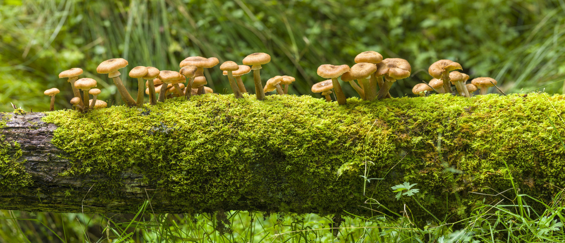 Mossy Log Mushrooms Wall Mural in your room — zoomed
