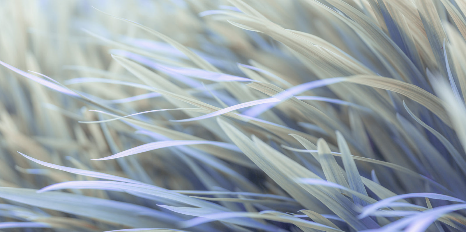 Wavy Grass Wall Mural in your room