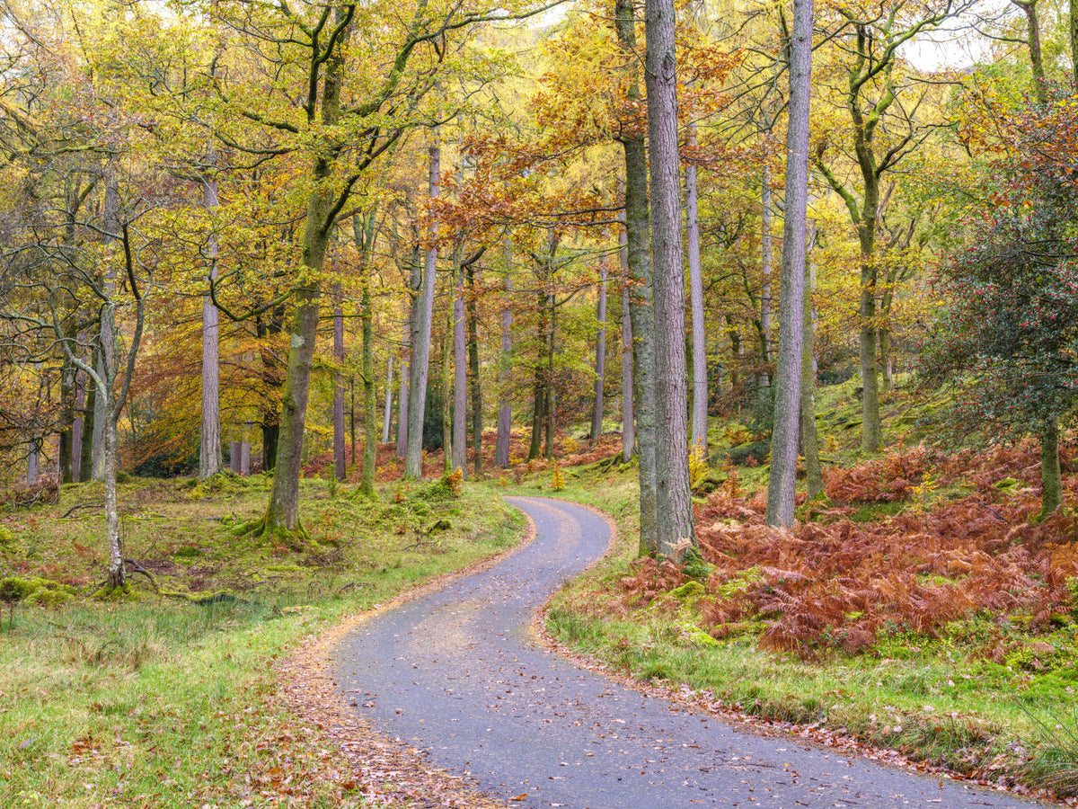 Golden Autumn Drive Wall Mural in your room — zoomed