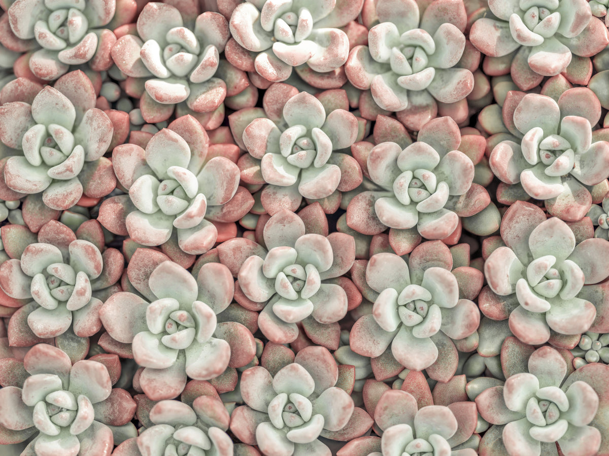 The Art of Succulents Wall Mural in your room — zoomed