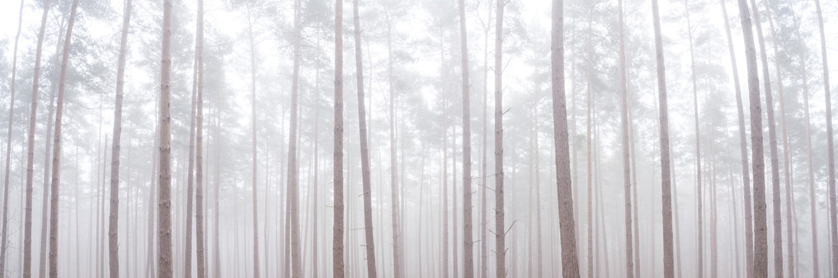 Misty Forest Wall Mural in your room