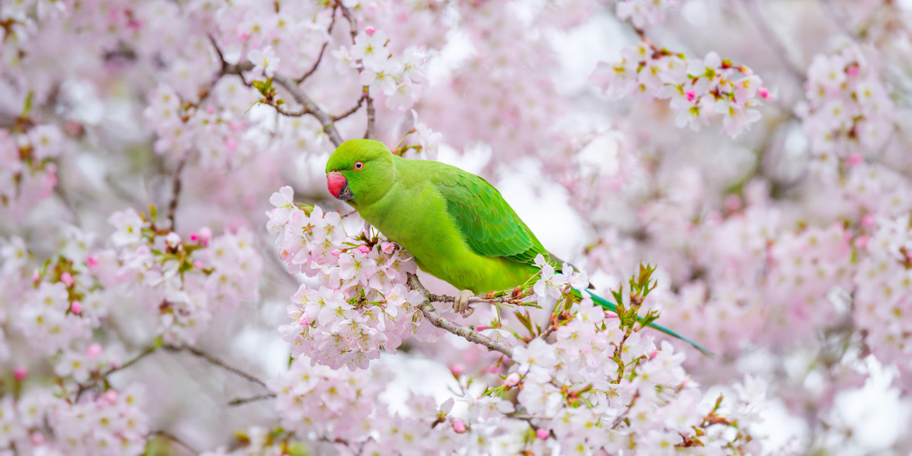 Parakeets Among Flowers Wall Mural