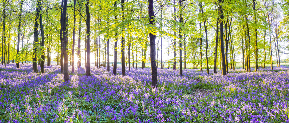 Sunlit Bluebell Woods Wall Mural in your room — zoomed