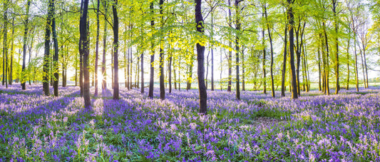 Sunlit Bluebell Woods Wall Mural