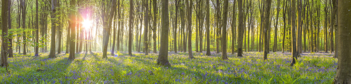 Enchanted Bluebell Glade Wall Mural in your room