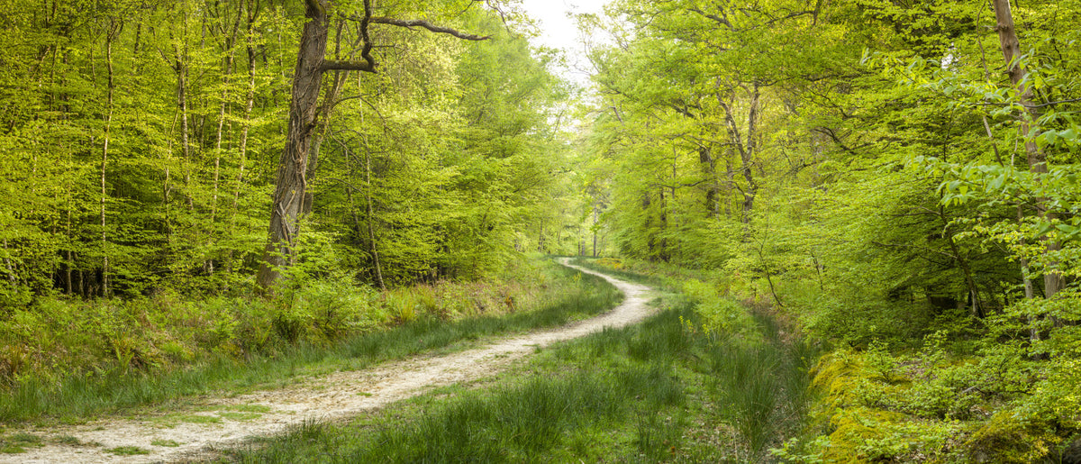 Woodland Wanderlust Wall Mural in your room