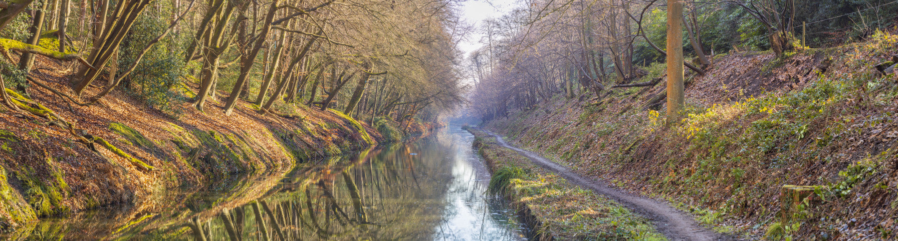 Forest canal wall mural

