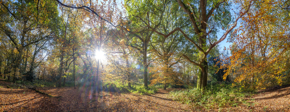 Autumnal Sunbeams Wall Mural in your room — zoomed