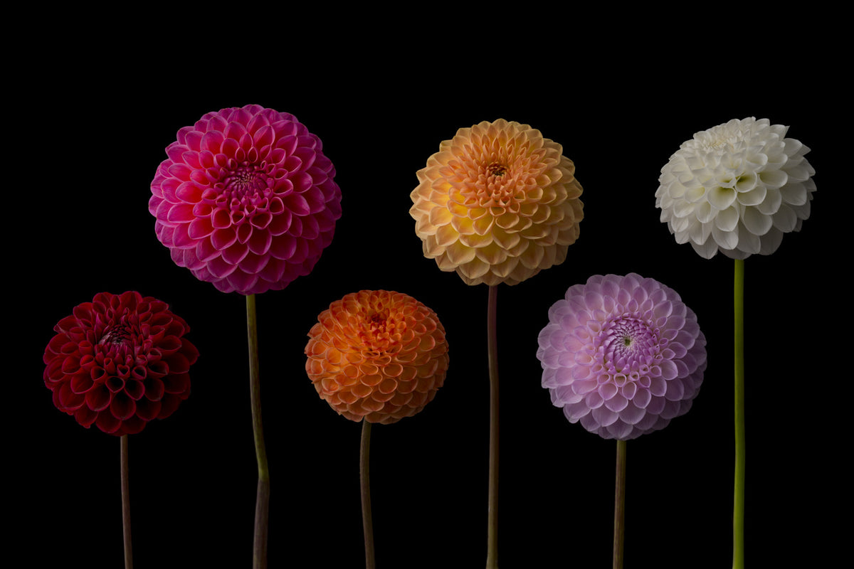 Dahlia Spectrum Wall Mural in your room — zoomed