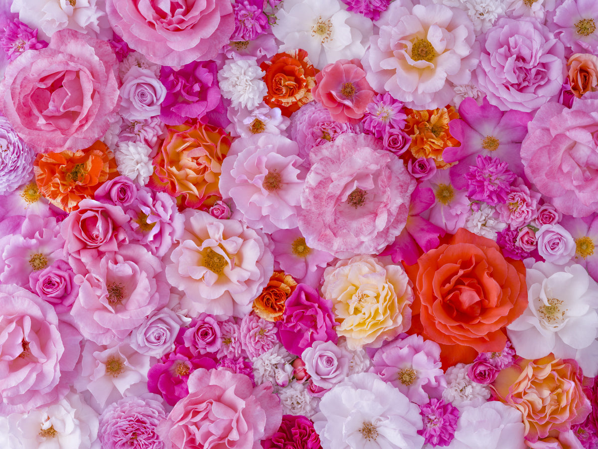 Roses Galore Wall Mural in your room