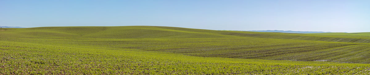Serene Spring Fields Wall Mural in your room — zoomed