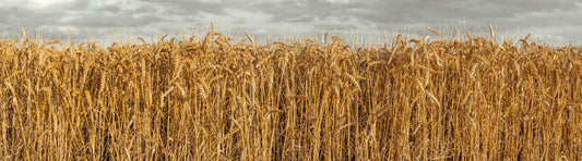 Wheat Field Expanses Wall Mural