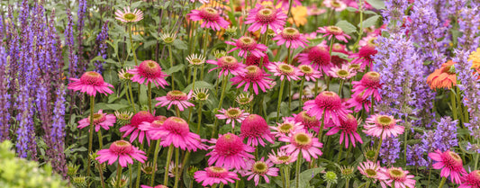 Garden Harmony in Bloom Wall Mural