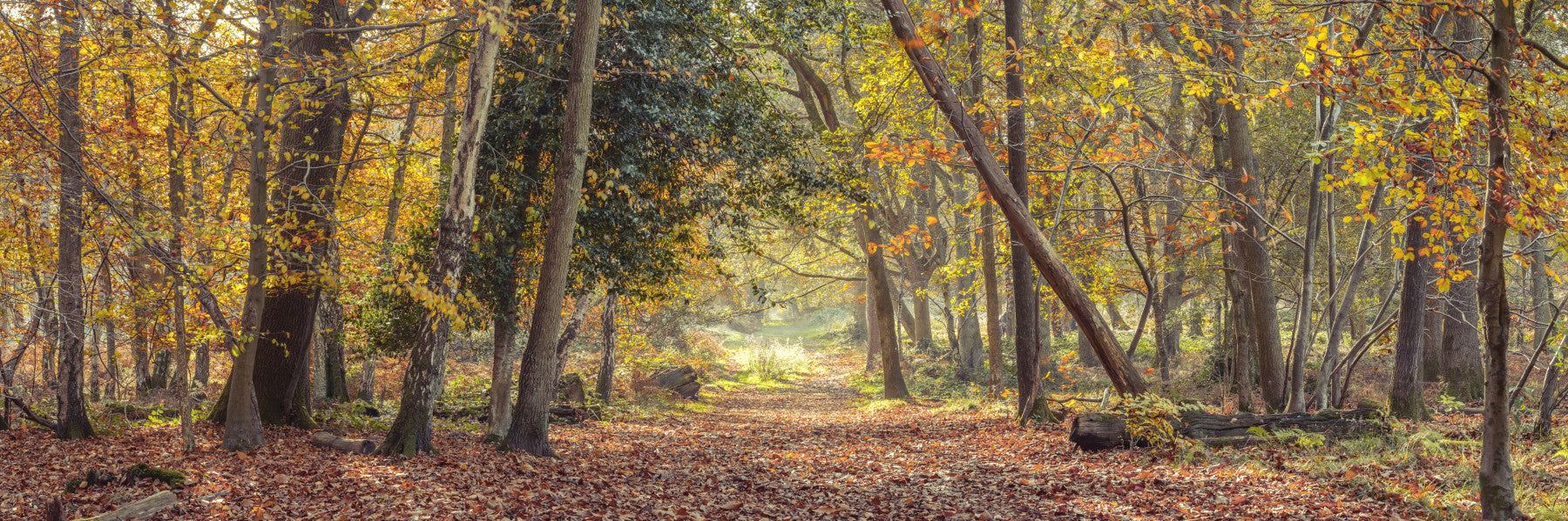 Serene autumn forest path mural with golden fall colors

