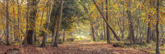 Peaceful Autumn Trail Wall Mural