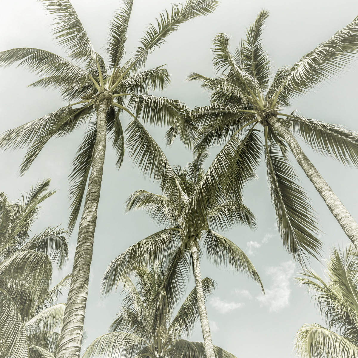 Lovely Palm Trees | Vintage Wall Mural