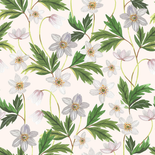 Wood Anemone on White Wallpaper⁠