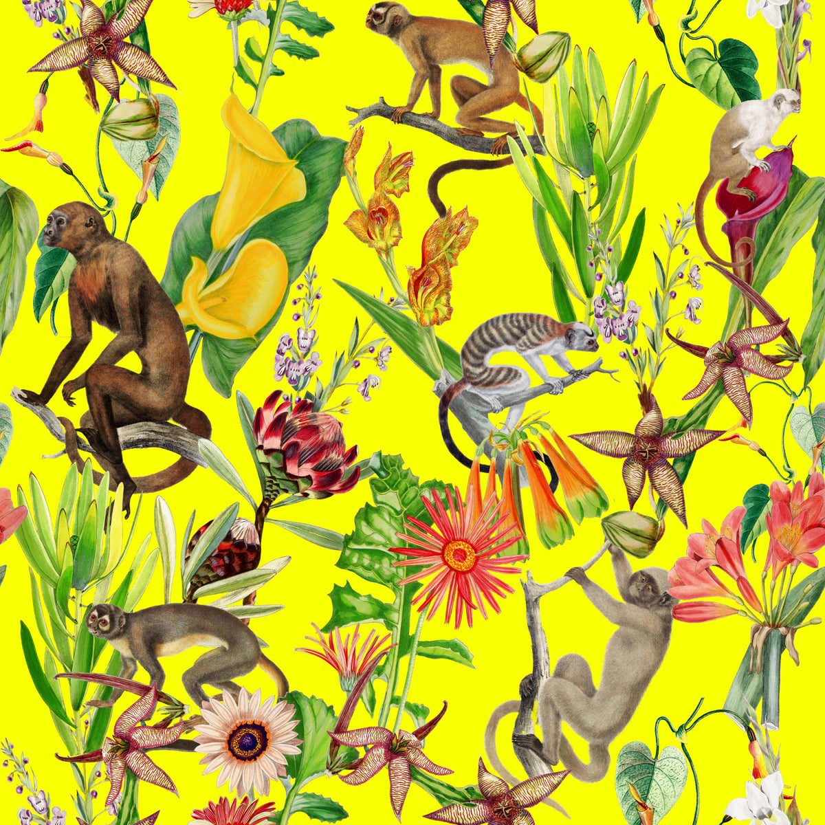 Hakuna Wallpaper⁠ in your room