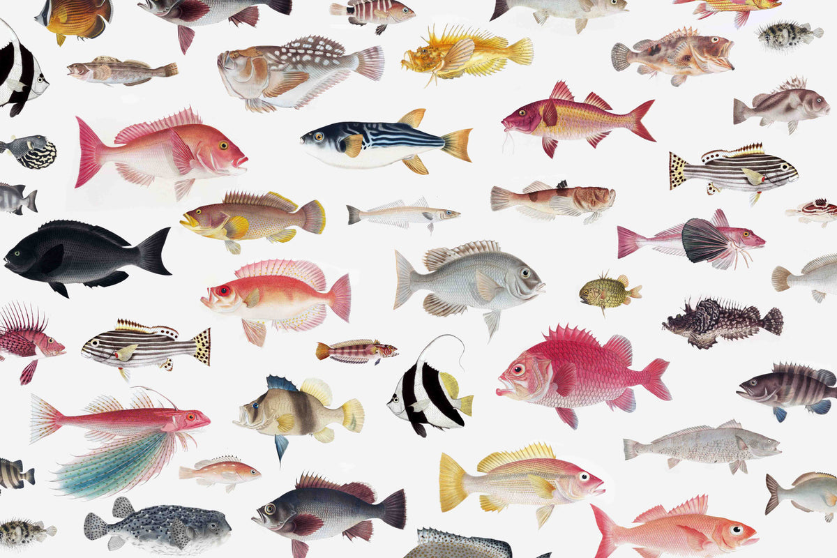 Acquarium Wallpaper⁠ in your room — zoomed