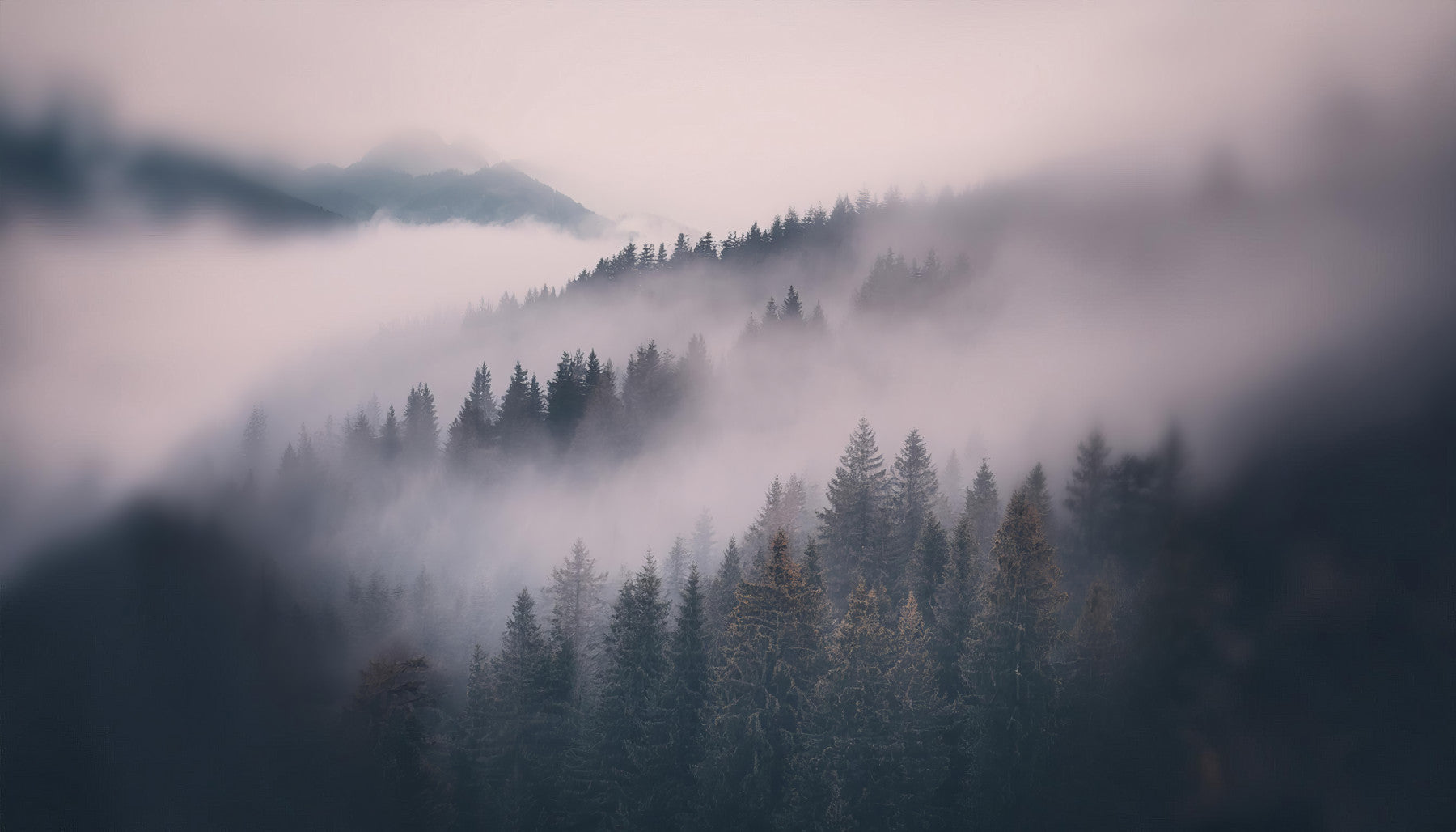 Serene forest wallpaper for tranquil interiors


