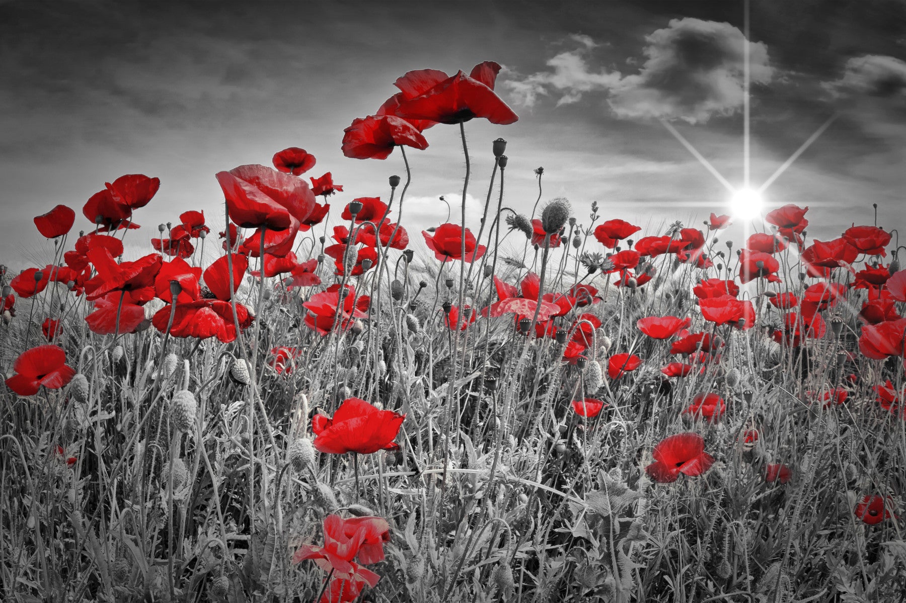 Idyllic Field of Poppies with Sun Wall Mural