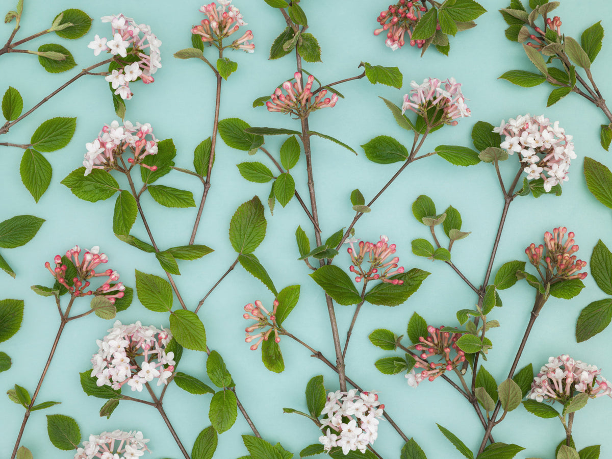 Viburnum Juddii Flowers Wall Mural in your room