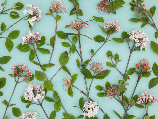 Viburnum Juddii Flowers Wall Mural