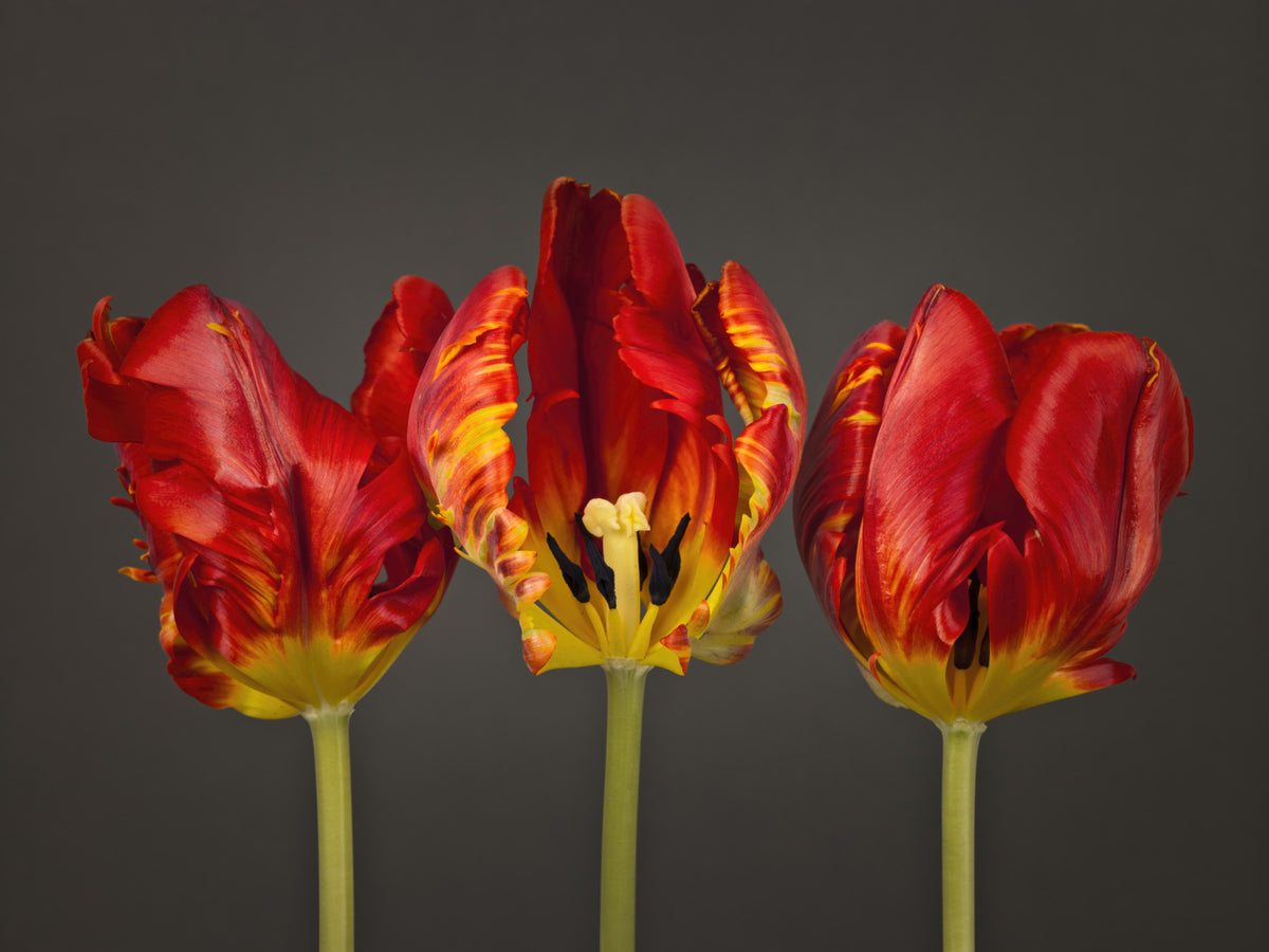 Three Rococo Tulips Wall Mural in your room