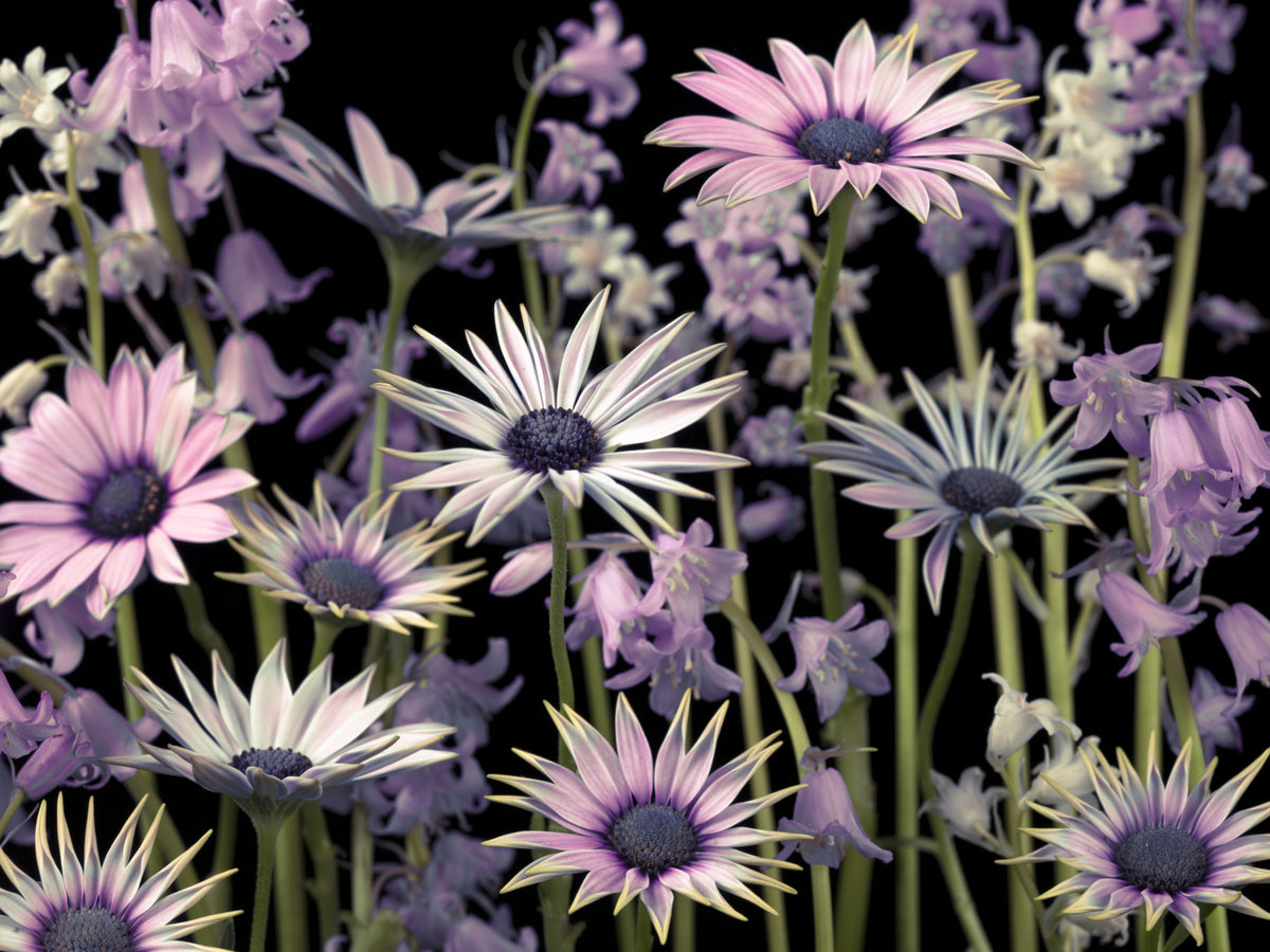 Meadow flowers Wall Mural in your room