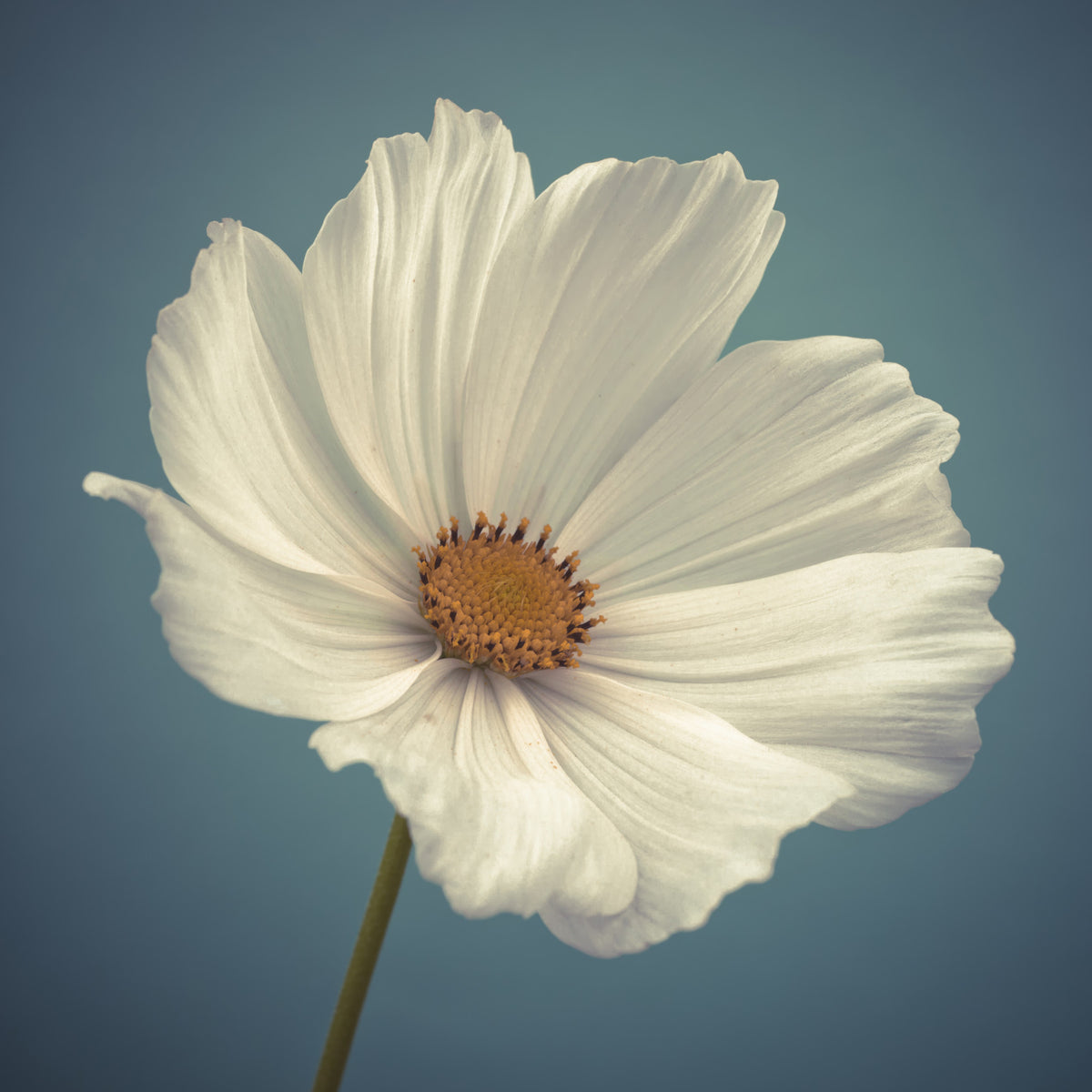 Cosmos Blooms Wall Mural in your room — zoomed