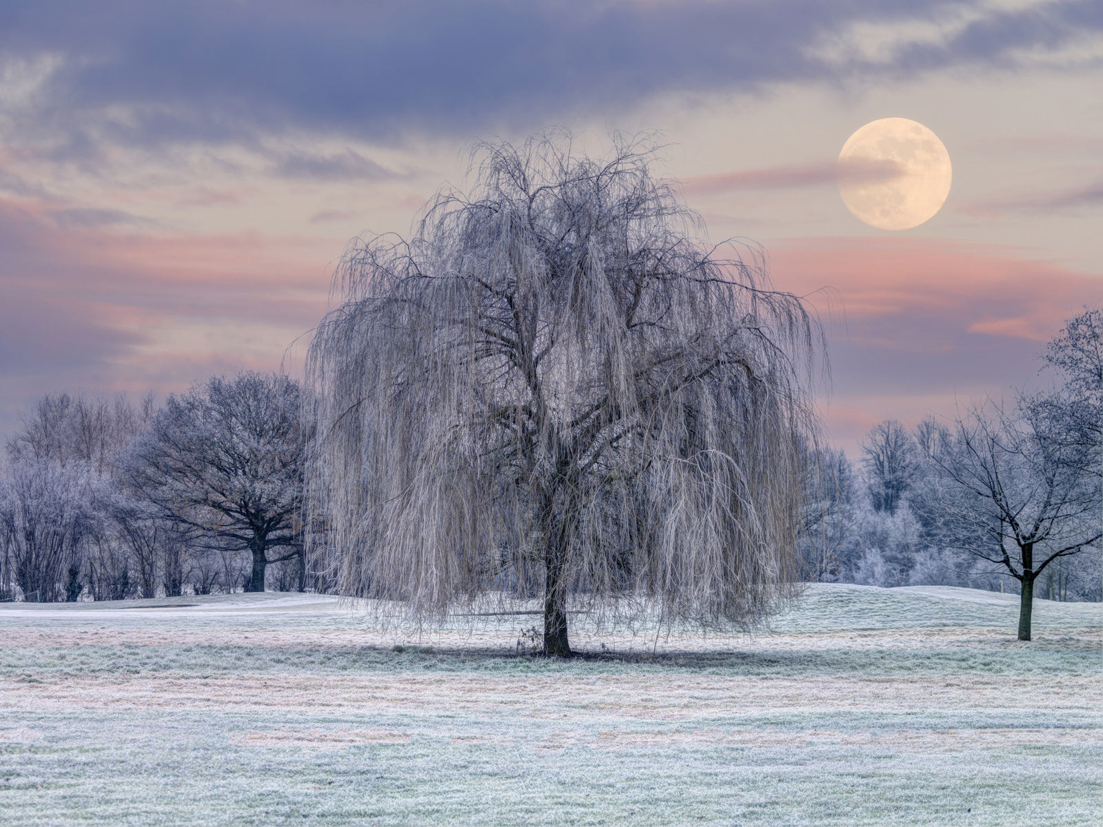 Frozen Dreams A Moonlit Meadow Wall Mural in your room