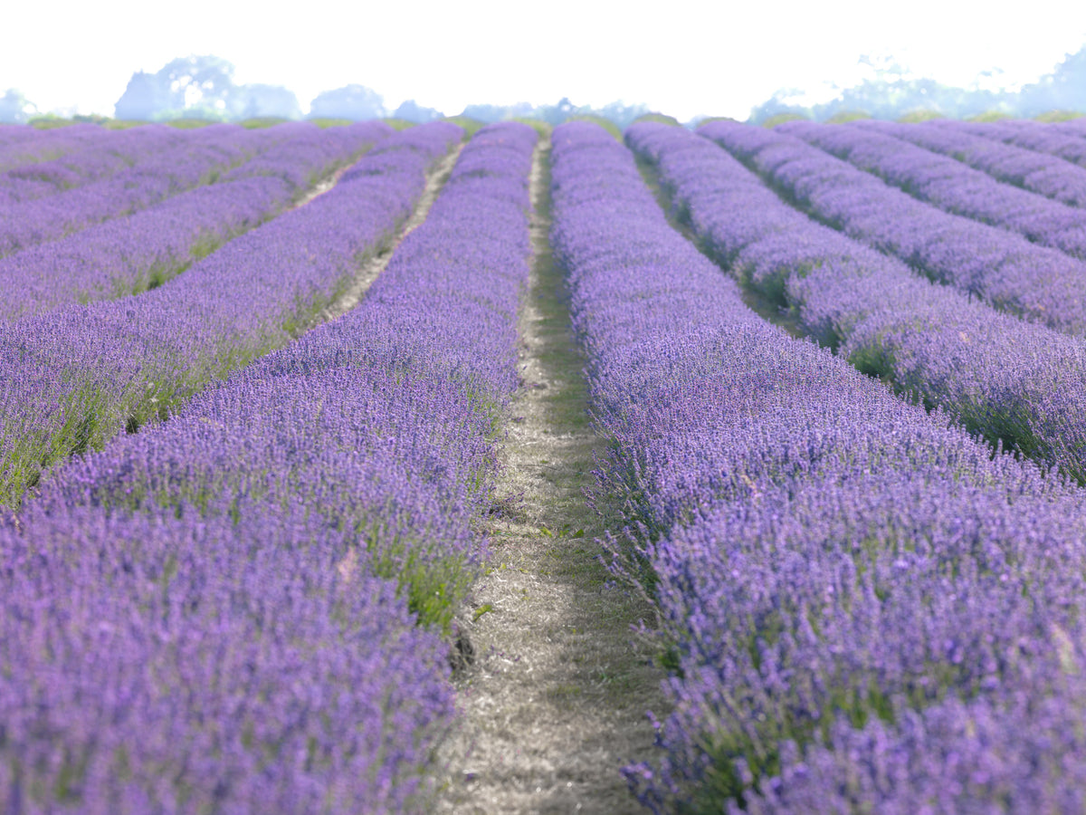 Lavender Dreams Wall Mural in your room