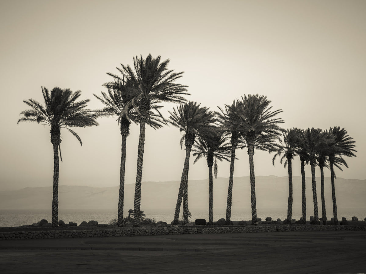 Palm Trees Embracing the Beach Wall Mural in your room
