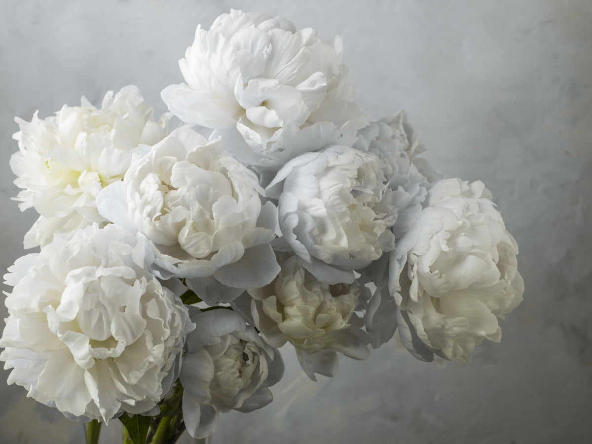Bunch of Peonies Wall Mural