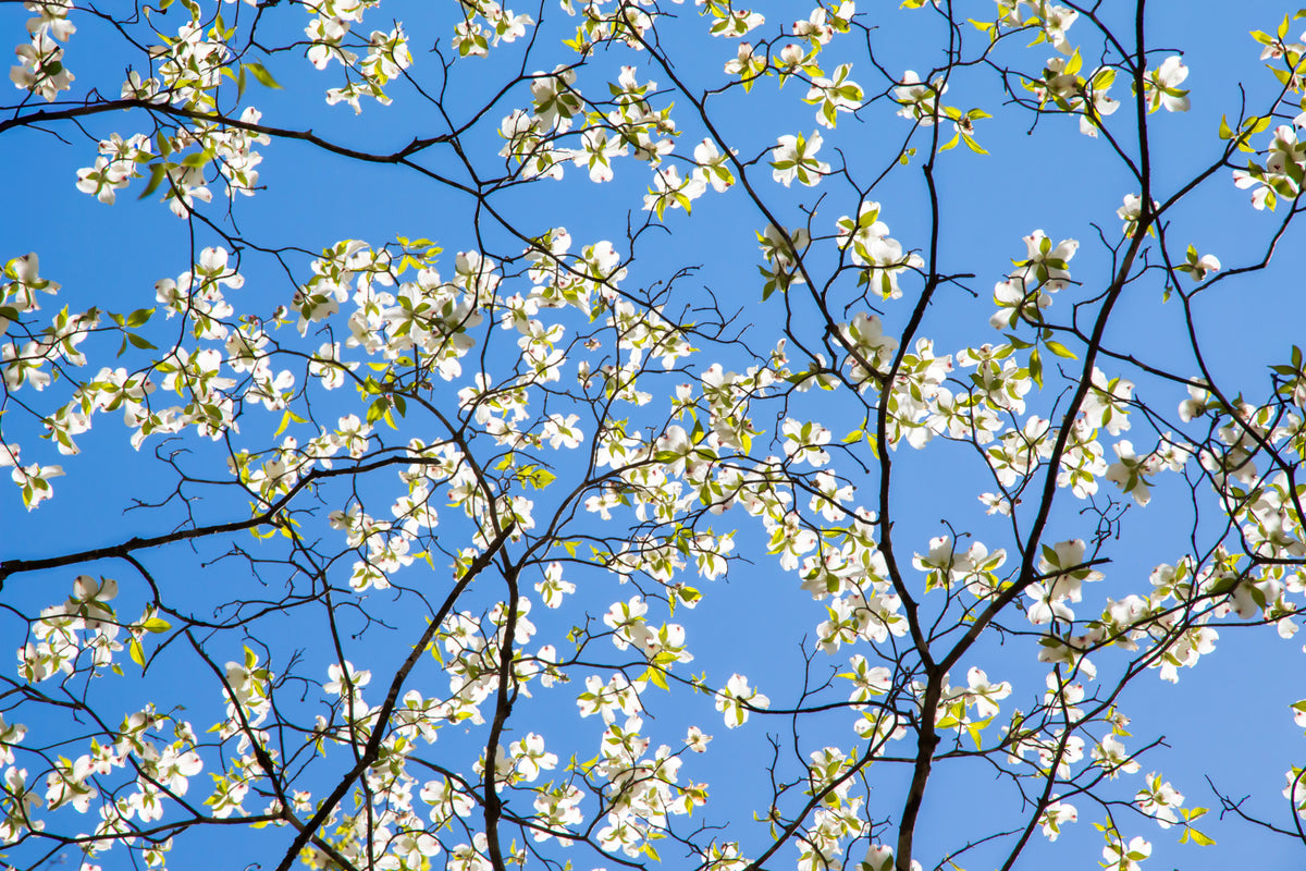 Dogwood Dream Floral Wall Mural in your room