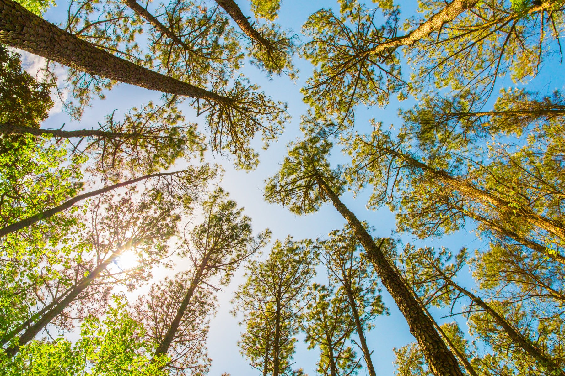 Skyward Trees Wallpaper for Walls: Nature's Beauty Wall Mural