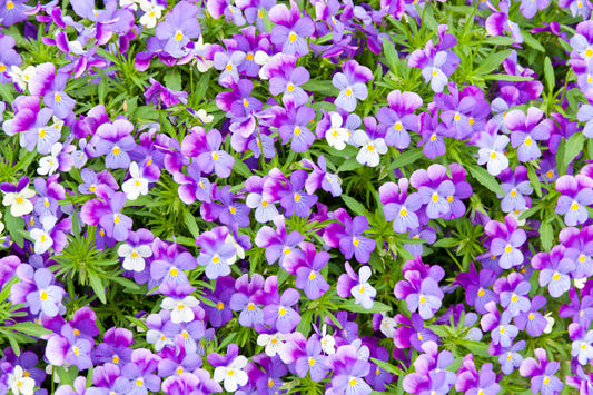 Pansy Bloom Purple Floral Wall Mural