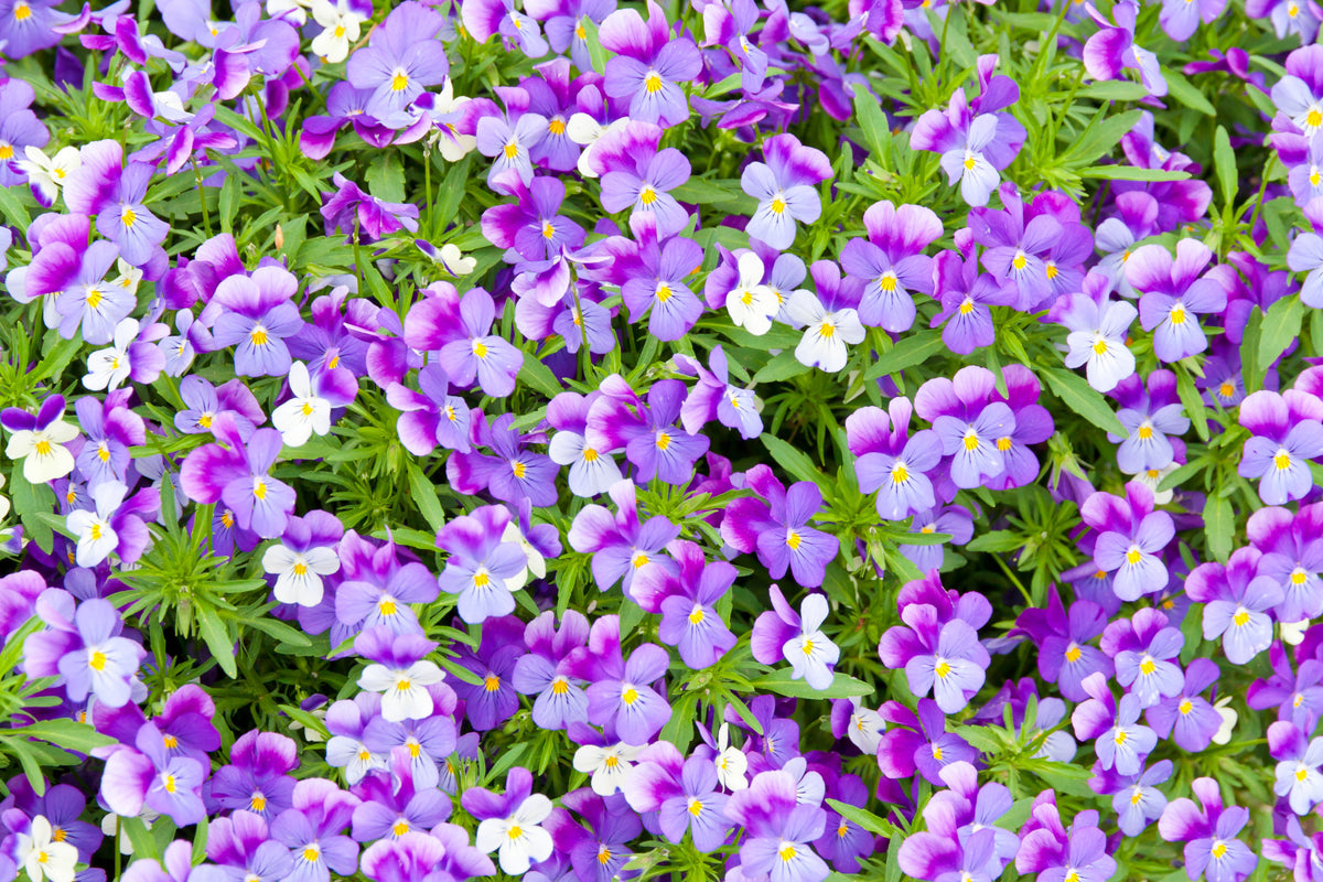 Pansy Bloom Purple Floral Wall Mural in your room