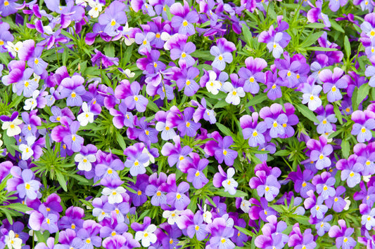 Pansy Bloom Purple Floral Wall Mural