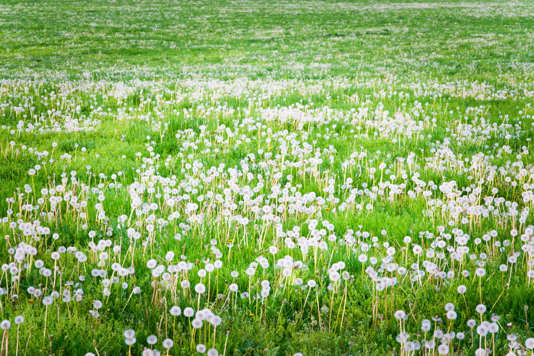 Dandelion Field Serene Green Wall Mural