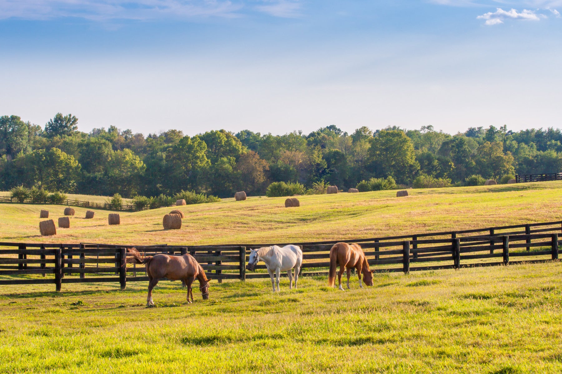 Pastoral Horses Nature Wall Mural
