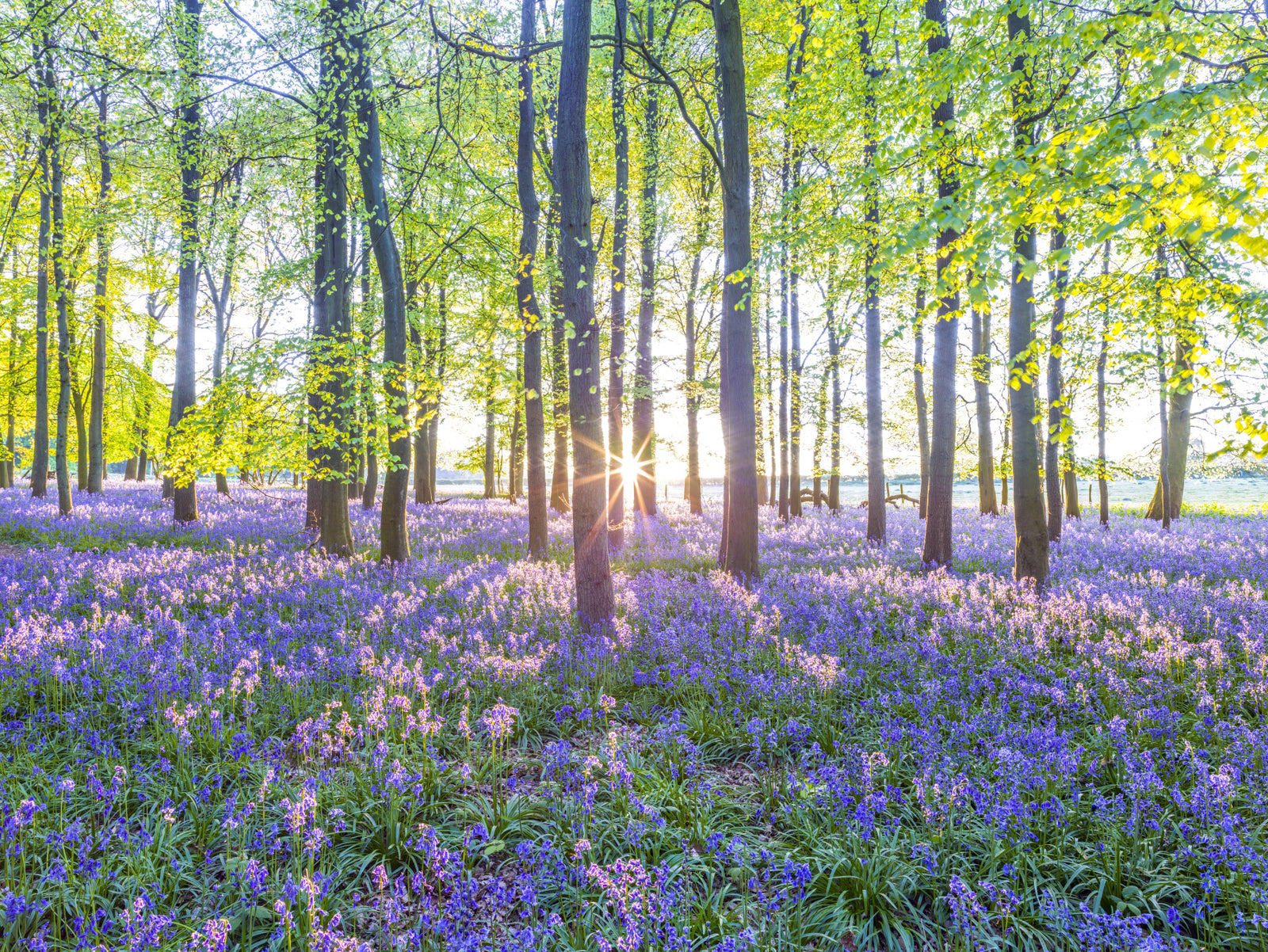 Mesmerizing Bluebell Forest Wall Mural in your room