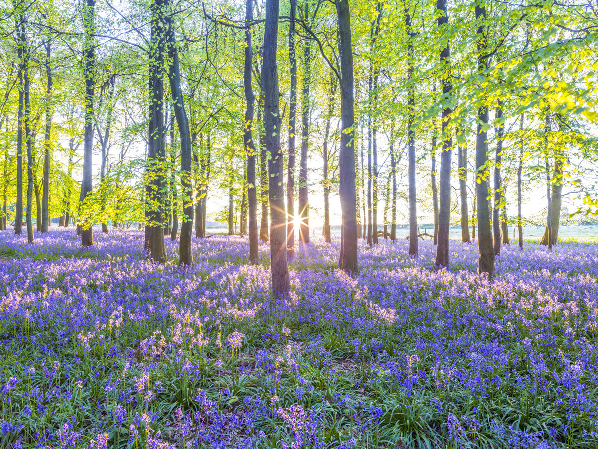 Mesmerizing Bluebell Forest Wall Mural in your room — zoomed