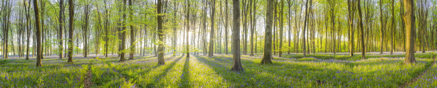 Sunlit forest with dappled light through trees in wall mural

