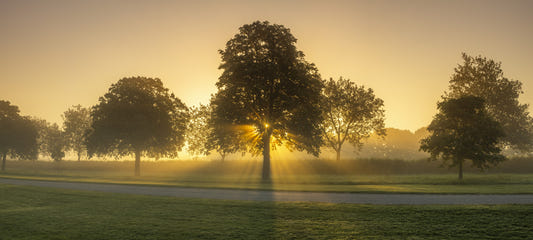 Morning Radiance Wall Mural