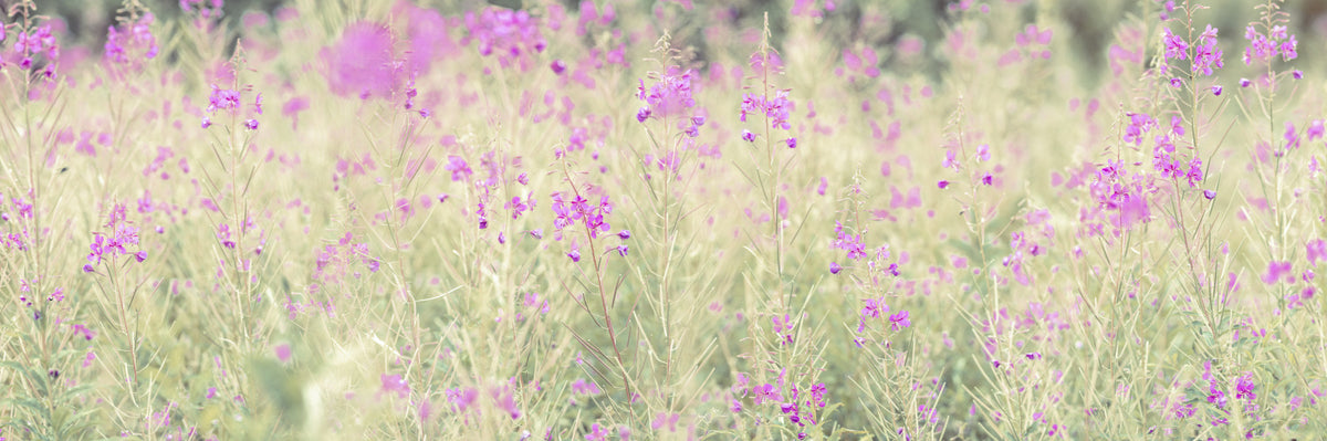 Soft Meadow Hues Wall Mural in your room