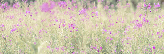 Soft Meadow Hues Wall Mural