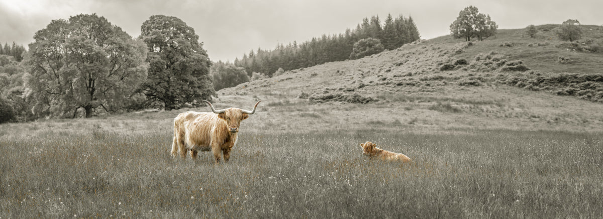 Highland Cow Grazing Wall Mural in your room