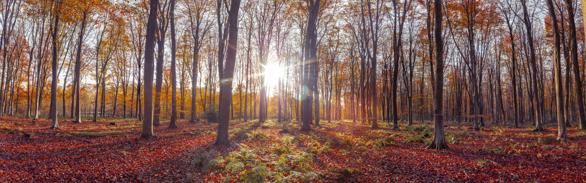 Autumnal Radiance Wall Mural in your room